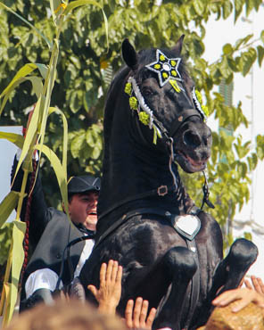 Caixer recogiendo la canya